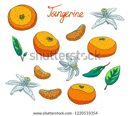 Delicious organic orange tangerine for fresh juice. Slices with peel and seeds, half and whole tangerine. Fragrant white flowers. Green leaves of a tree. Isolated illustration set