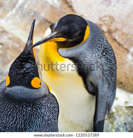 The King Pinguins in zoo Edinburgh
