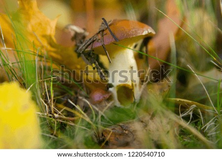 Beautiful mushroom is with a brown hat in the autumn grass. In the leg there is a hole-house for the mouse.