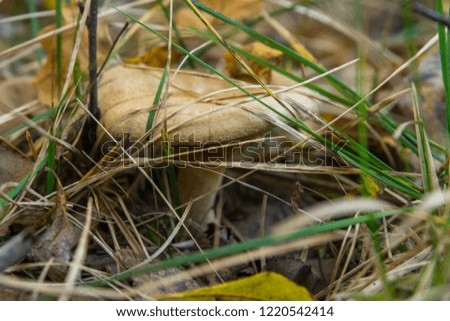 Beautiful mushroom is in the autumn grass. 