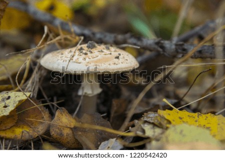 Beautiful mushroom is in the autumn grass. 