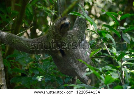 Sloth in Manuel Antonio National Park, Costa Rica