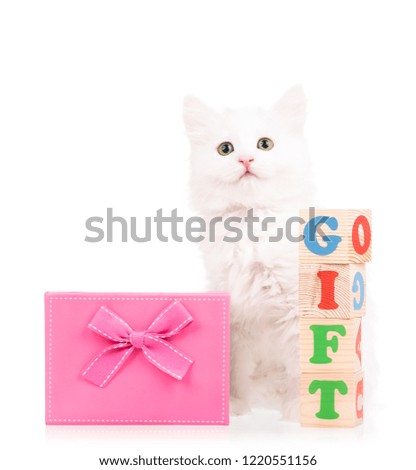 Cute fluffy kitten with gift box isolated over white background