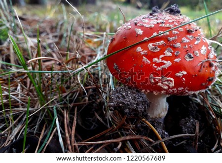 autumn landscape with a small mushroom with red hat and white foot on a natural background