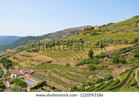 Beautiful terrace vineyards in the hills along the Douro river, Portugal. Douro Valley is a famous wine region, renowned mainly for the production of port wine. Popular tourist destination in summer.