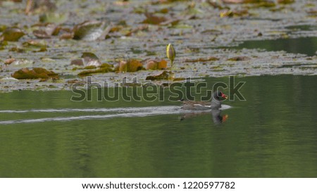 Moorhen swimming on the river in the middle of water lilies