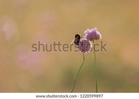 Bumblebee on a wildflower