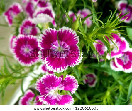 Purple dianthus flowers. natural background