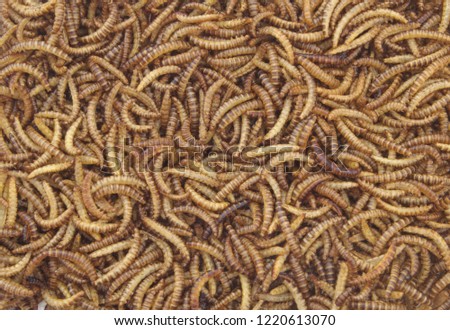 Meal worms larvae as background for feeding pets, birds reptiles or fish Royalty-Free Stock Photo #1220613070