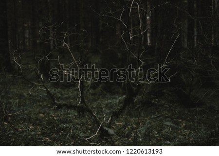 spooky trees with moss in a dark and foggy forest