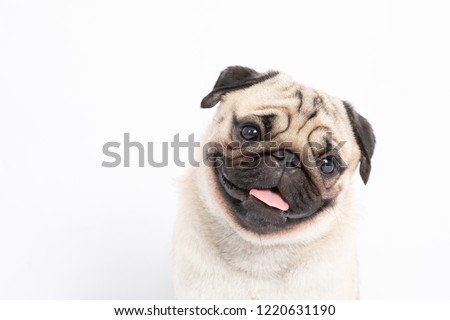 Cute pet dog pug breed smile with happiness feeling so funny and making serious face isolated on white background,Purebred pug dog healthy Concept Royalty-Free Stock Photo #1220631190