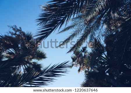 Palm trees at Cannes, France. Good picture for background, banners, illustration of article