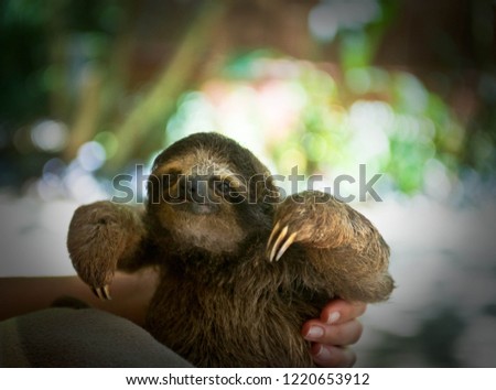 baby sloth making friends