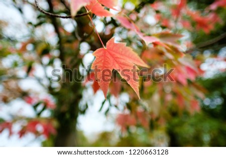 autumn leaves in Germany
