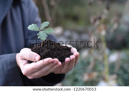 hands of unseen caucasian person holding a small mound of earth soil with an oak sapling, tree quarters view . Conceptual for echology, forest stewardship, Earth Day. Royalty-Free Stock Photo #1220670013