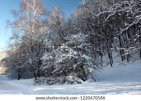 Winter themed background with snow covered trees