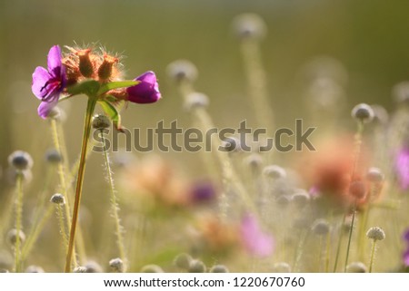 wild flower (Osbeckia stellata  and Eriocaulon henryanum) blooming on sandstone ,Thailand  
