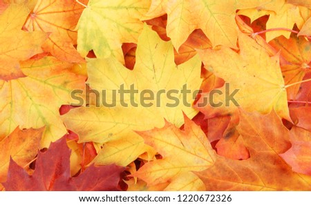 Red autumn maple leaves background or texture