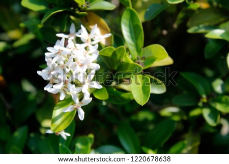 Flowering shrub of Ixora flower. white spike flower blooming on natural sun light in garden. Rubiaceae, Ixora coccinea, King Ixora, Ixora chinensis). West Indian Jasmine Flower, copy space. bokeh