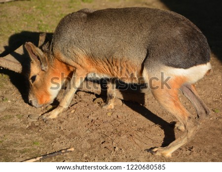 The Patagonian mara is a relatively large rodent in the mara genus. It is also known as the Patagonian cavy, Patagonian hare or dillaby.
