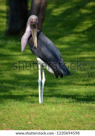 The Marabou Stork, Leptoptilos crumeniferus, is a large wading bird in the stork family Ciconiidae. It breeds in Africa south of the Sahara.