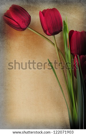 Beautiful tulip flowers on vintage background