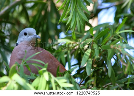 Red turtle dove on the branch.