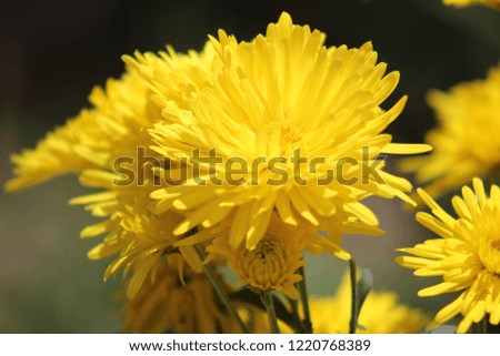 yellow sun flowers  Royalty-Free Stock Photo #1220768389