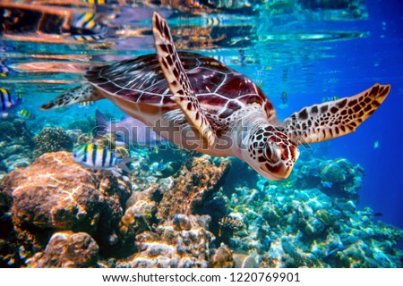 Sea turtle swims under water on the background of coral reefs. Maldives Indian Ocean coral reef. Royalty-Free Stock Photo #1220769901