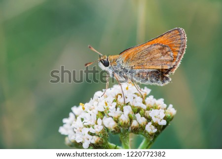 A moth or butterfly sitting on a flower
