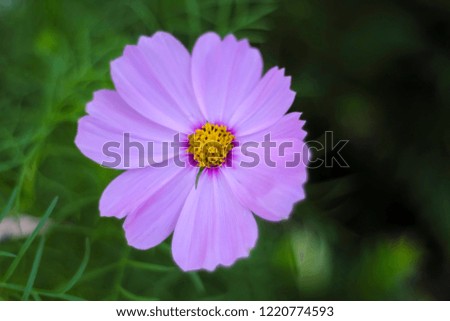 Purple flowers and blurred background Green Style Vintage