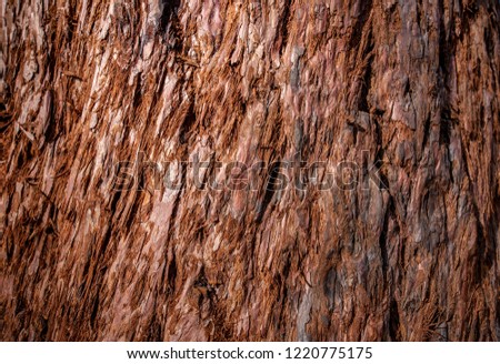 Abstract Tree texture. Tree wooden texture background.