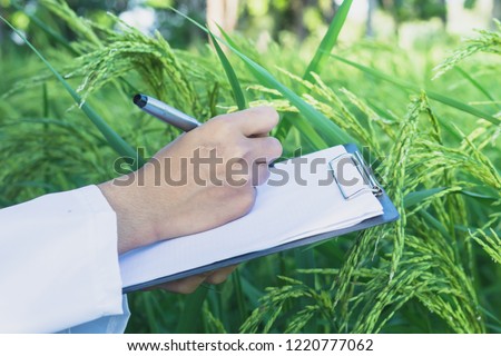 Asian women working job and note growth rice in farm rice in the morning.