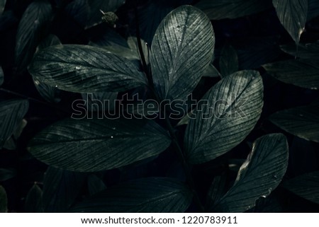 Leaf to background. Dark blue tone. retro tone.