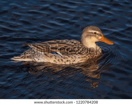 A Mallard (Anas platyrhynchos) with water droplets on her head swims in the water in search of food. It is a female duck.