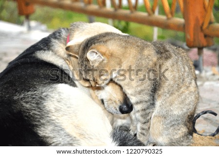 cat and dog sleep as best friends animal love