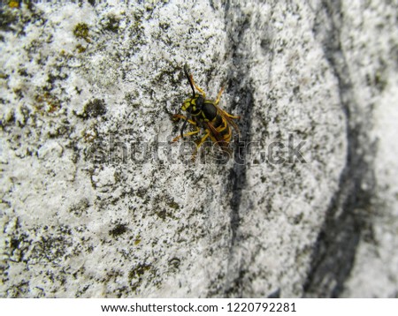 Macro Bee on the wall