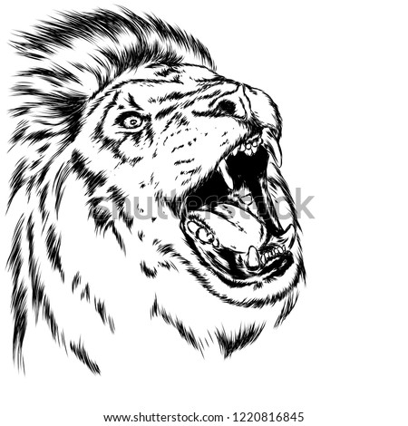 Beautiful leo with open mouth and fangs. Wild animal, predator. Vector illustration for greeting card or poster, print on clothes. Hand drawing. Lion.
