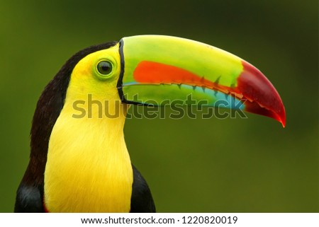 Keel-billed Toucan portrait from Costa Rica