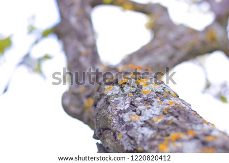A branch with moss and tree lichen in the foreground with blurred background