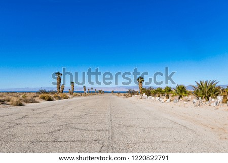 A palm tree lined road at the deserted Salton Sea, in California