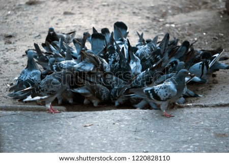 picture of pigeons eating