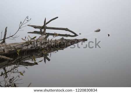 A dried part of a tree in water with reflection isolated unique photo