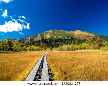 It is a scenic autumn landscape. The wood road gives a feeling of depth to the picture.