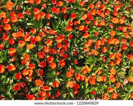 Bright Orange Poppies