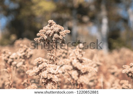 A closeup picture of a brown plant with a brown blurry background. fall, nature, scene, background, vintage, moody;