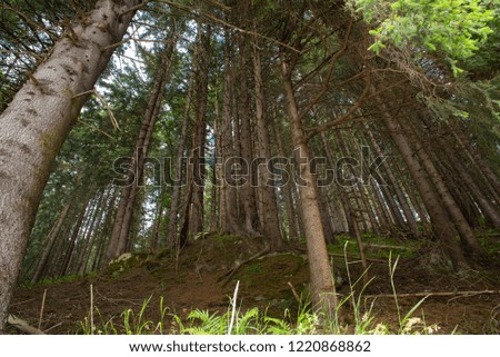 Green forest with high trees