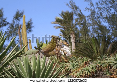 Holiday Pictures of the beautiful nature of Fuerteventura.