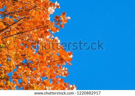 Leaves in the autumn and blue sky