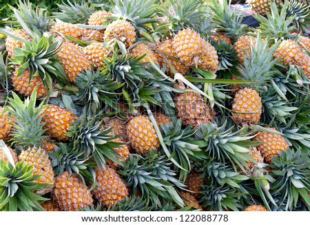 Ripe pineapples. Harvest.